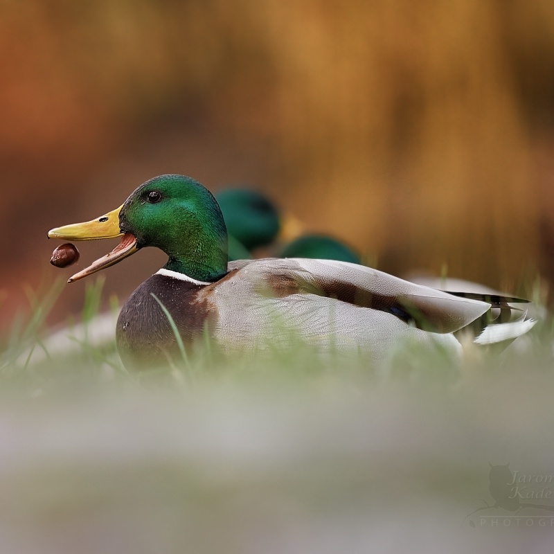 SIGMA 60-600mm DG DN OS Sports